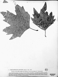 Circinotrichum murinum image